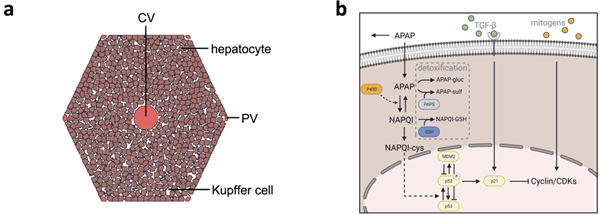 Morpheus_liver_apap