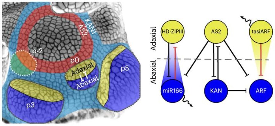 Mobile Small RNAs and Turing Patterns: Coordinating Leaf Polarity and Shape Diversity