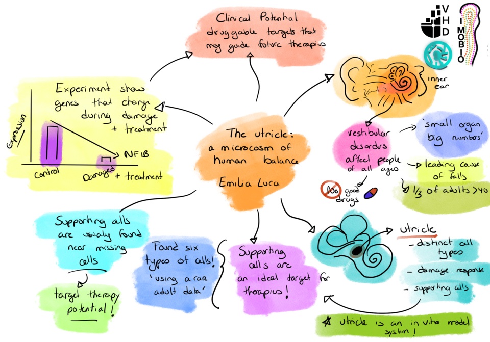 The utricle: a microcosm of human balance