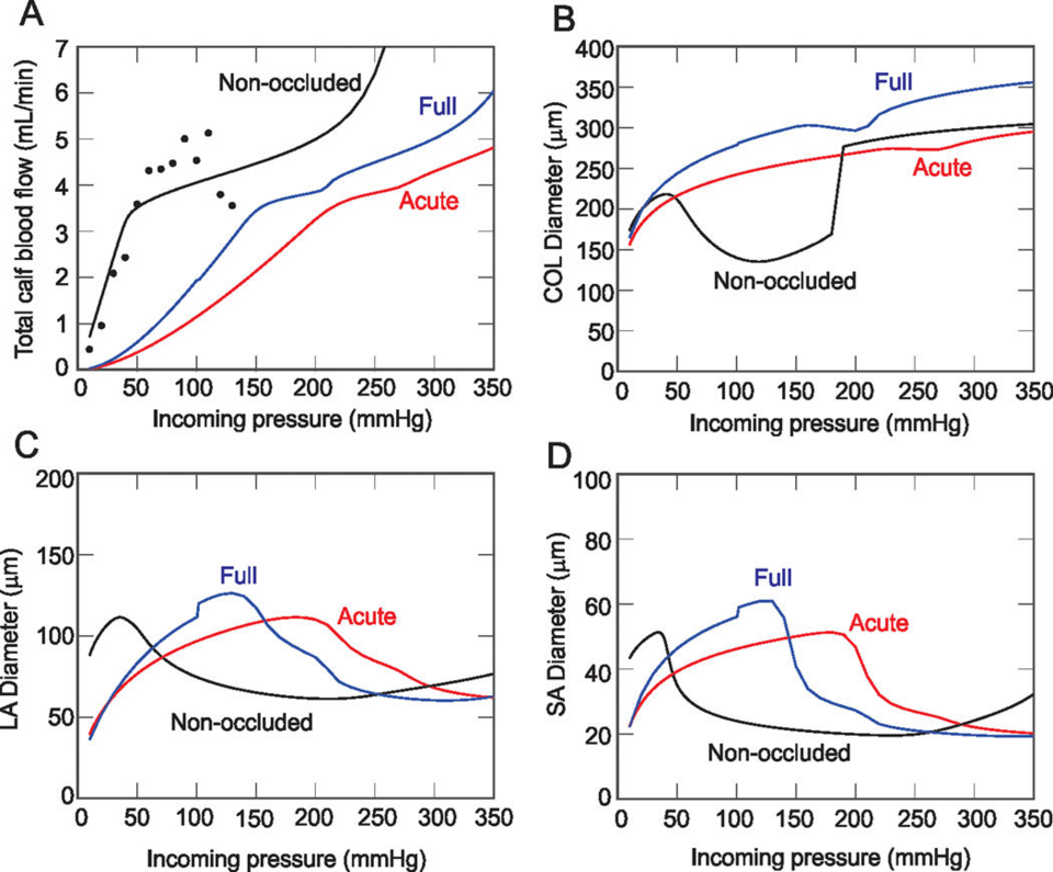 Mathematical models of major arterial occlusion
