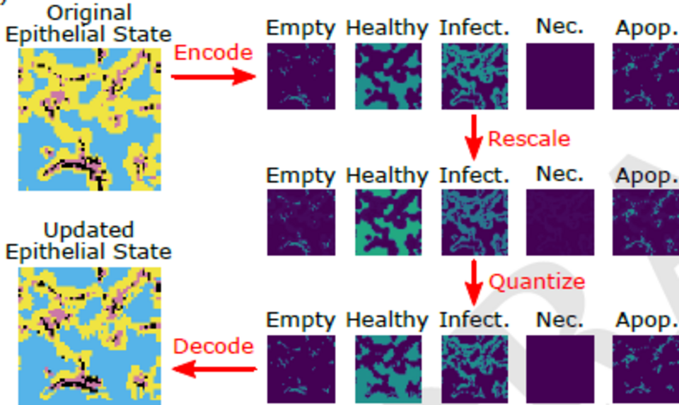 Data Assimilation for ABMs using the Ensemble Kalman Filter