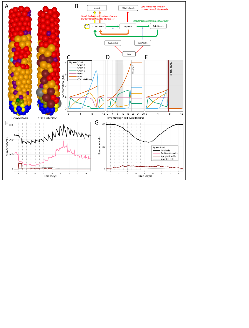 Mathematical modelling of Drug-induced Injury of the Intestinal Crypt