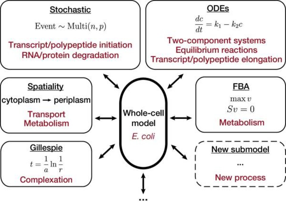 The E. coli Whole-Cell Modeling Project