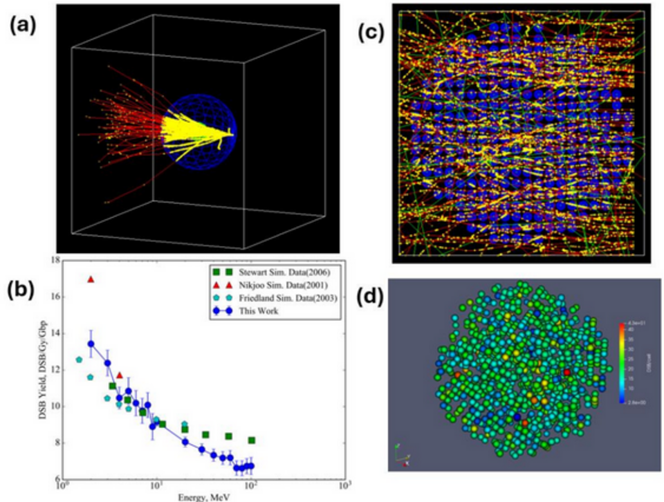 Multiscale Digital Twins for Personalized Radiation Therapy