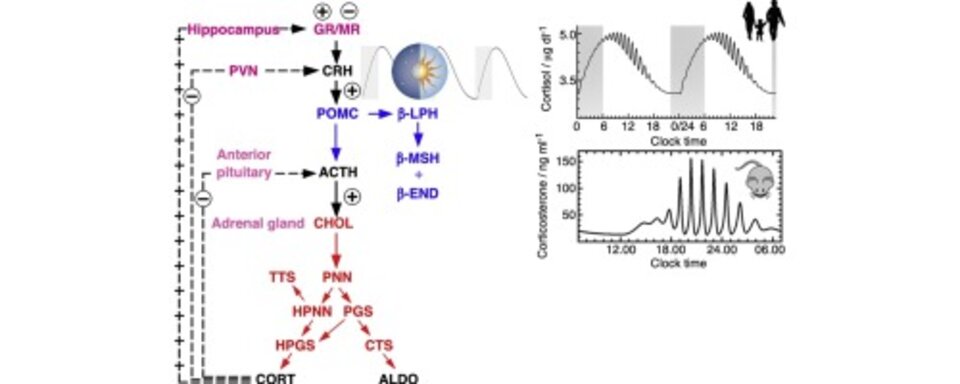 Quenching Small-Amplitude Limit Cycle Oscillations for Predictive Modeling of Complex Molecular Mechanisms Underlying Chemical and Biochemical Oscillatory Reactions. Insights into the Effects of Ethanol on the Hypo